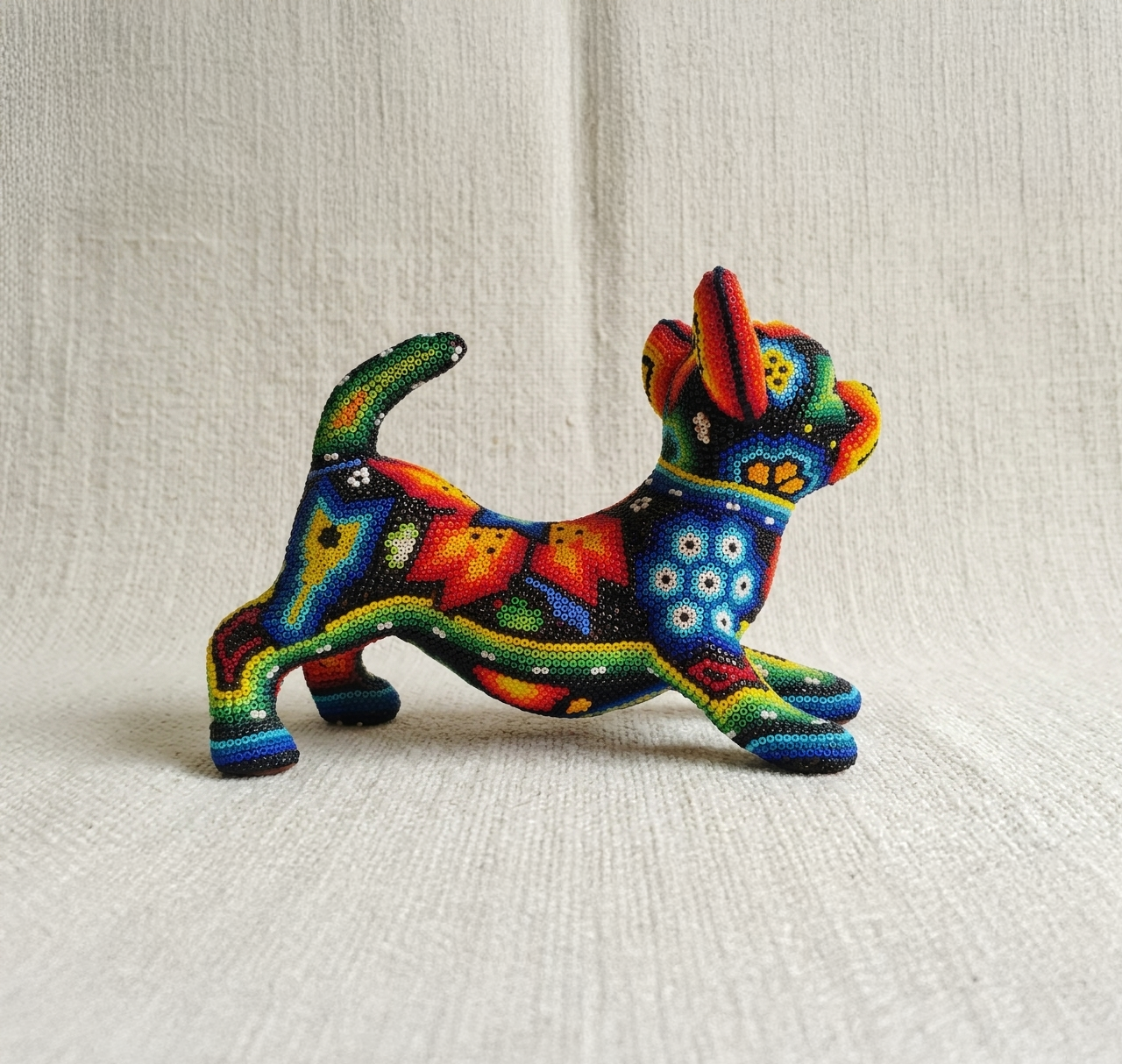Chihuahua